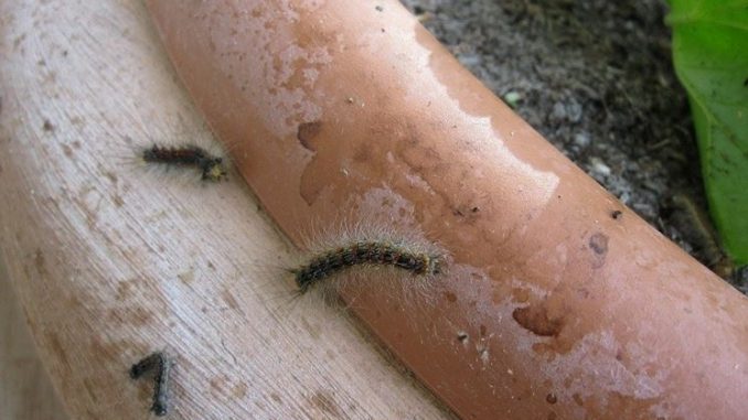 Come riconoscere effetti sulla pelle processionaria su uomo Come riconoscere effetti sulla pelle processionaria su uomo