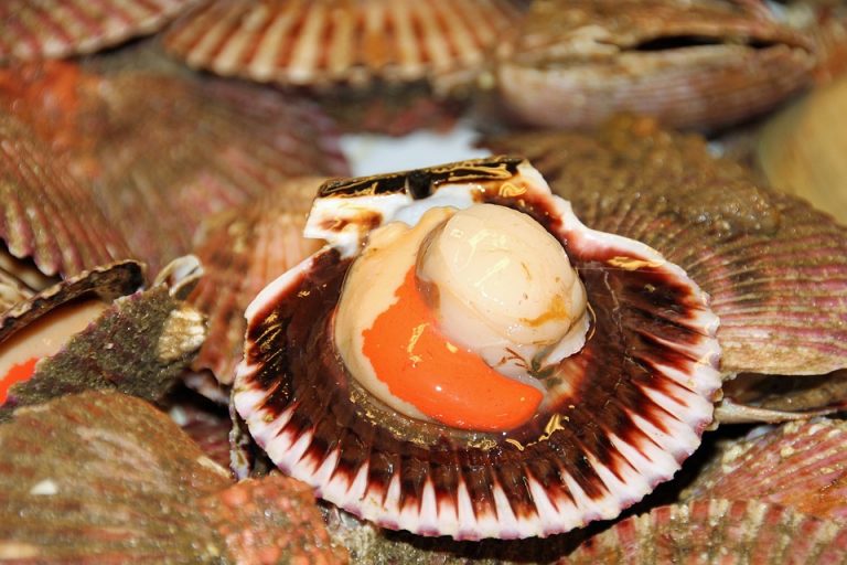 Le capesante escono dalla conchiglia Le capesante escono dalla conchiglia