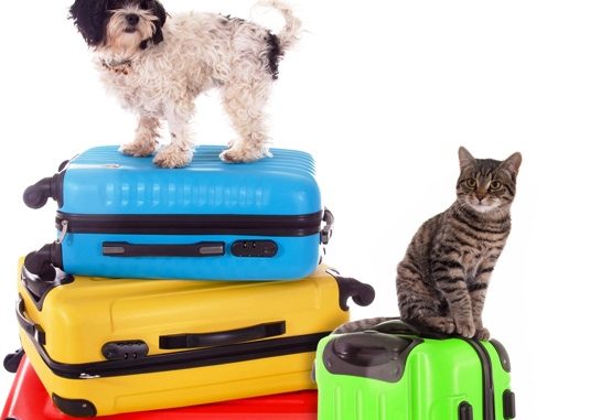 http://www.notizie.it/wp-content/uploads/2016/08/animali-in-vacanza1.jpg http://www.notizie.it/wp-content/uploads/2016/08/animali-in-vacanza1.jpg