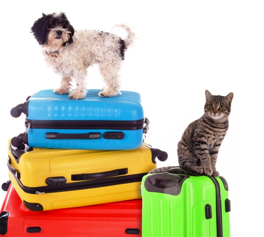 http://www.notizie.it/wp-content/uploads/2016/08/animali-in-vacanza1.jpg http://www.notizie.it/wp-content/uploads/2016/08/animali-in-vacanza1.jpg