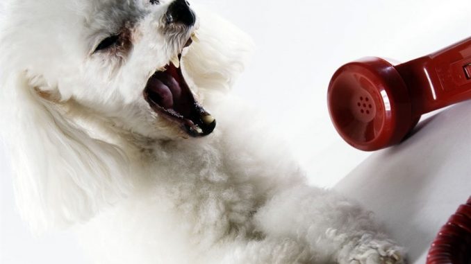 http://www.notizie.it/wp-content/uploads/2016/08/cane-che-abbaia-in-casa.jpg http://www.notizie.it/wp-content/uploads/2016/08/cane-che-abbaia-in-casa.jpg