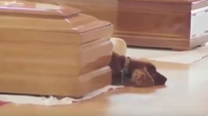 cane sulla tomba del padrone