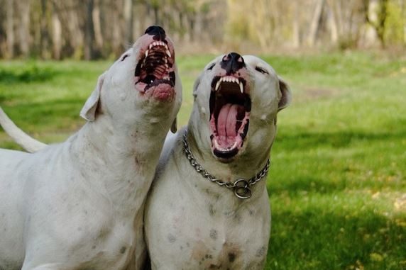 dogo argentino