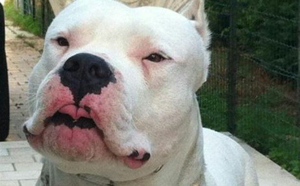 dogo argentino