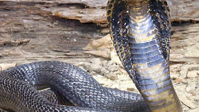 morsa da un cobra