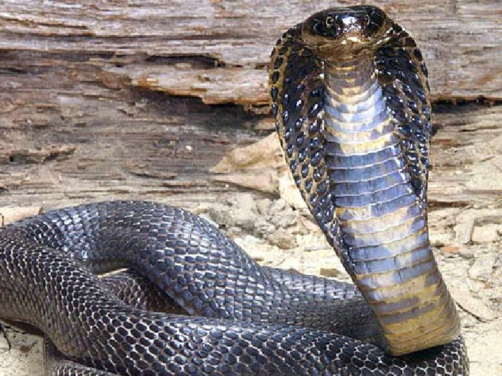 morsa da un cobra