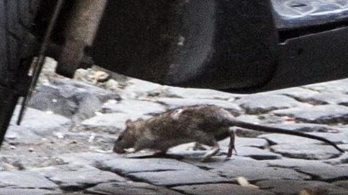 morsa da un ratto