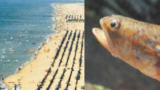 pesce ragno