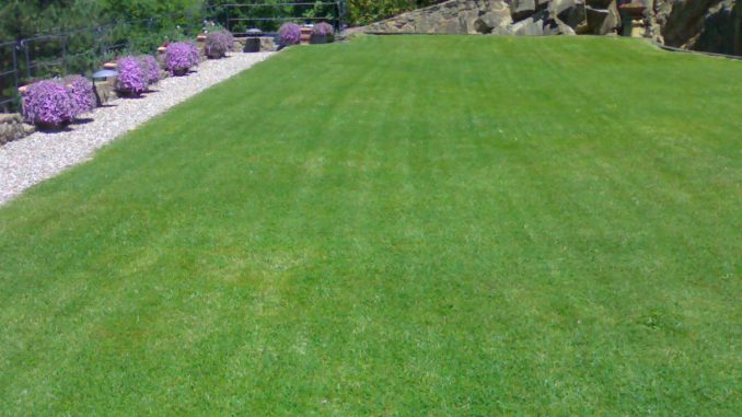 Siccità e prato inglese: 7 trucchi per un prato sempre verde Siccità e prato inglese: 7 trucchi per un prato sempre verde