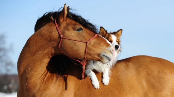 biella-orgia-con-cani-e-cavalli Biella: orgia con cani e cavalli