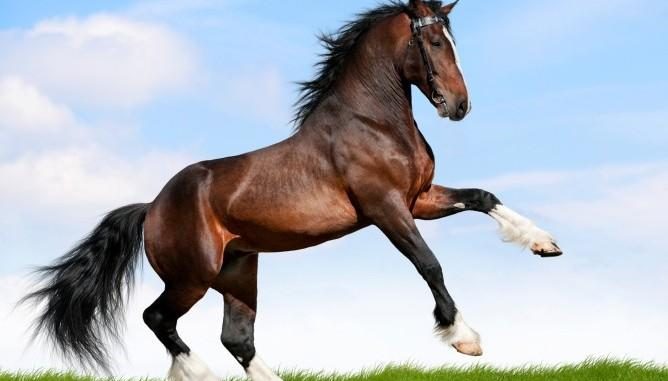 inghilterra-36-enne-fa-sesso-con-cavallo-la-condanna-100-metri-di-distanza-da-stalle Inghilterra, 36 enne fa sesso con cavallo: la condanna: 100 metri di distanza da stalle