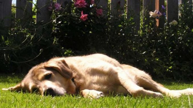 lasciare-solo-il-cane-in-giardino-multa-fino-a-2-mila-euro Lasciare solo il cane in giardino: multa fino a 2 mila euro
