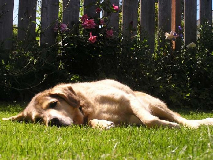 lasciare-solo-il-cane-in-giardino-multa-fino-a-2-mila-euro Lasciare solo il cane in giardino: multa fino a 2 mila euro
