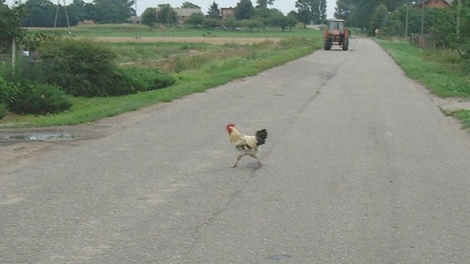 animali selvatici per strada animali selvatici per strada