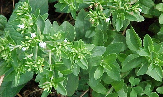 stevia_rebaudiana_p3