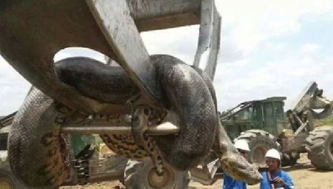 anaconda-gigante