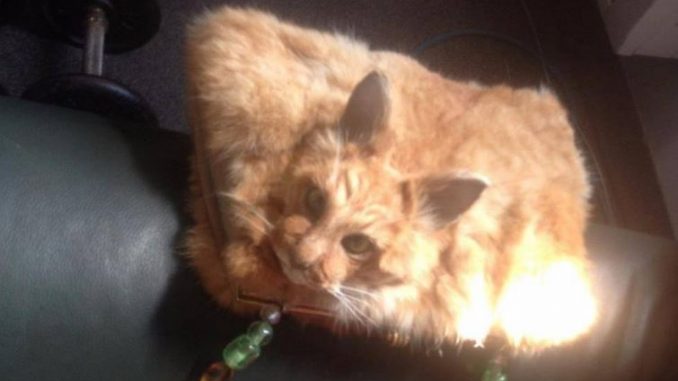 borsetta-di-gatto-morto
