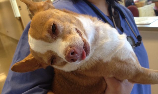 cagnolino-prende-marijuana