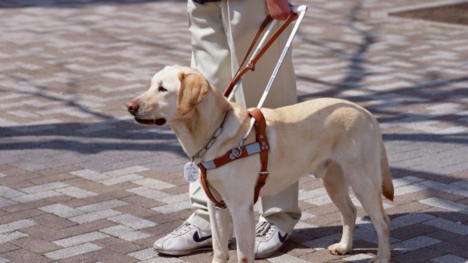 Cane guida Cane guida