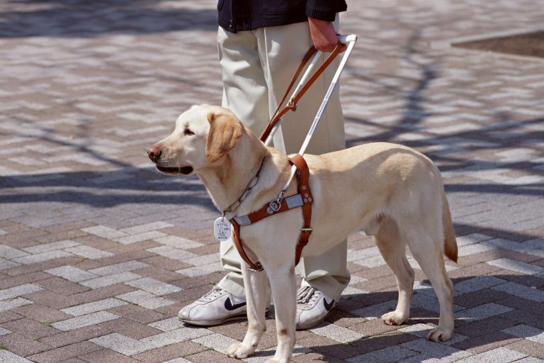 Cane guida Cane guida