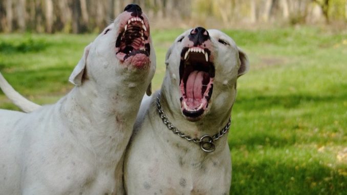cane-sbrana-bambino cane-sbrana-bambino