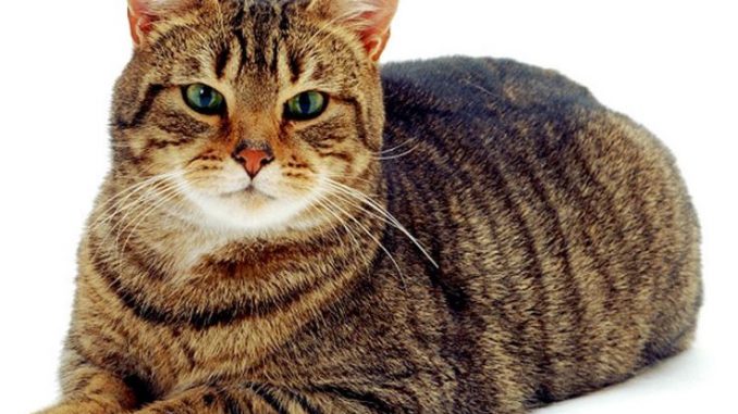 avere-un-gatto-aumenta-il-rischio-di-disturbi-mentali gatto