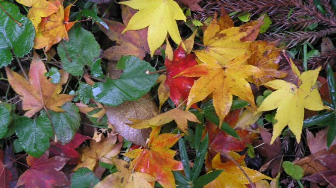Centro tavola autunnale con foglie vere Centro tavola autunnale con foglie vere