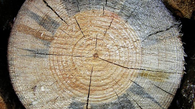 Come si fa un portavaso con un tronco Come si fa un portavaso con un tronco