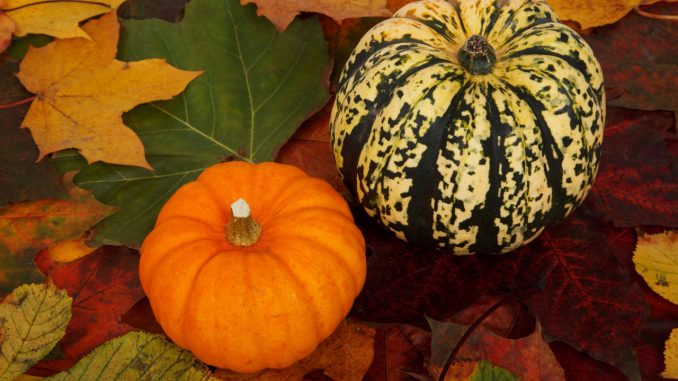 Halloween, tre decorazioni facili e graziose per le zucche Halloween, tre decorazioni facili e graziose per le zucche