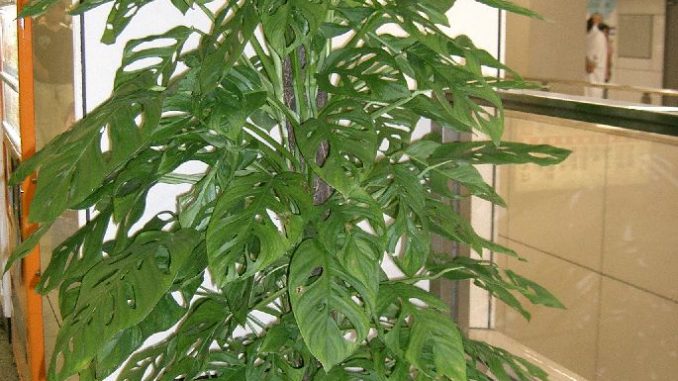 Come fare un giardino in casa vostra Come fare un giardino in casa vostra
