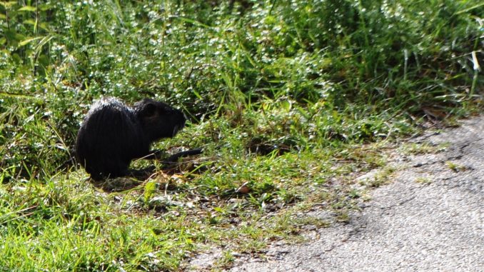 nutria-via-tiro-a-segno Una utria nel prato