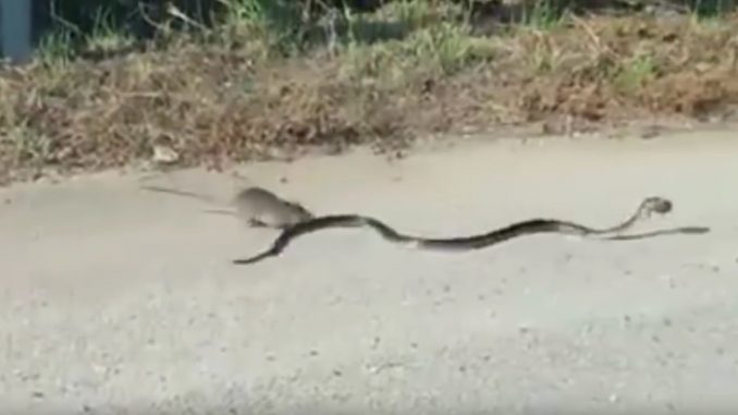 video-mamma-topo-che-salva-il-cucciolo-dal-serpente-cattivo Video mamma topo che salva il cucciolo dal serpente cattivo