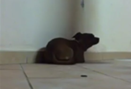 Nel video tortura il cane: presidio sotto casa a Pescia Nel video tortura il cane: presidio sotto casa a Pescia