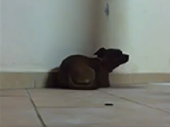 Nel video tortura il cane: presidio sotto casa a Pescia Nel video tortura il cane: presidio sotto casa a Pescia