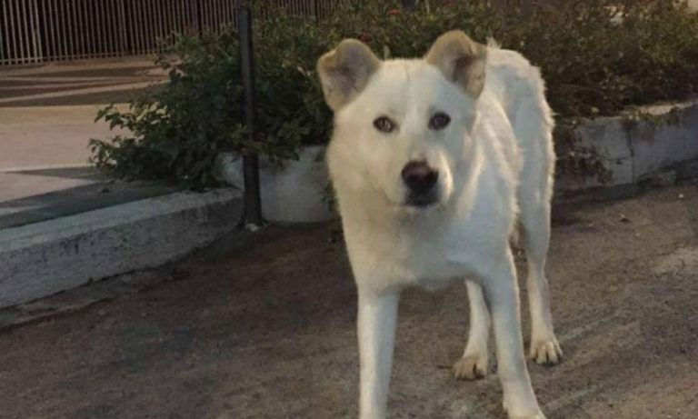 Sangineto: cane torturato e ucciso Sangineto: cane torturato e ucciso