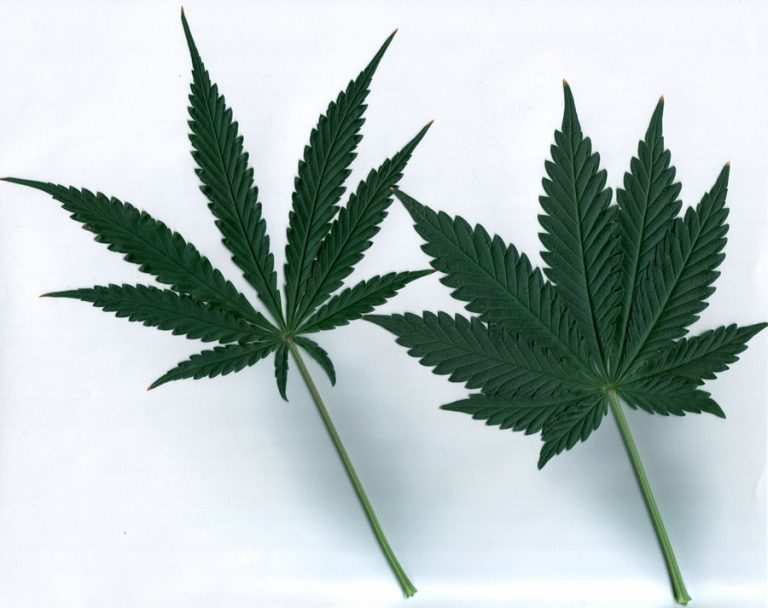 Cannabis terapeutica: pregi ed effetti collaterali Cannabis terapeutica: pregi ed effetti collaterali
