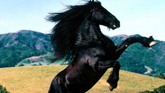 Furia cavallo del West Furia cavallo del West