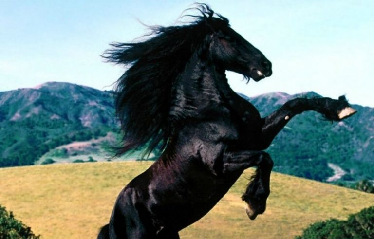 Furia cavallo del West Furia cavallo del West
