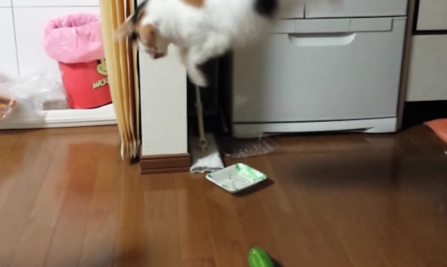 gatti-e-cetrioli Cetrioli: nemici numero uno dei gatti