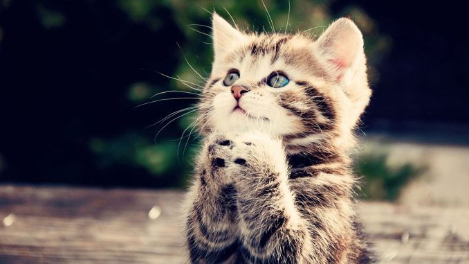 gatto
