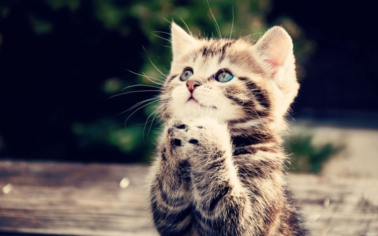 gatto