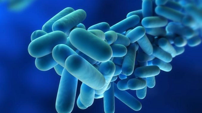 legionella legionella