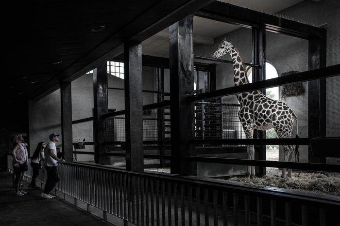 mostra zoo born free mostra zoo born free