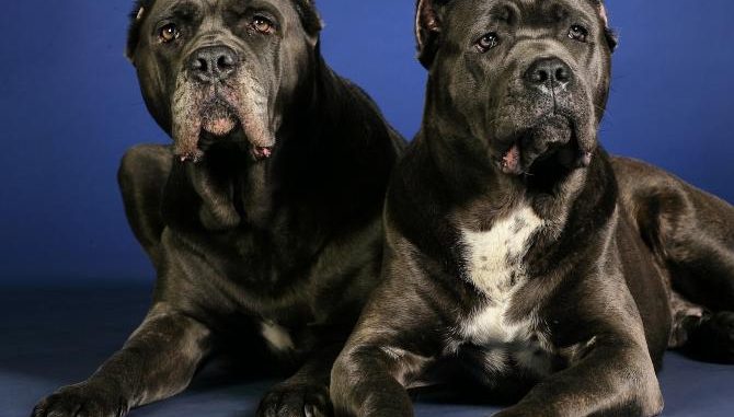 xcanep20corsop20wallpapersp201-jpg-pagespeed-ic-c7ltjdmz6r cane corso
