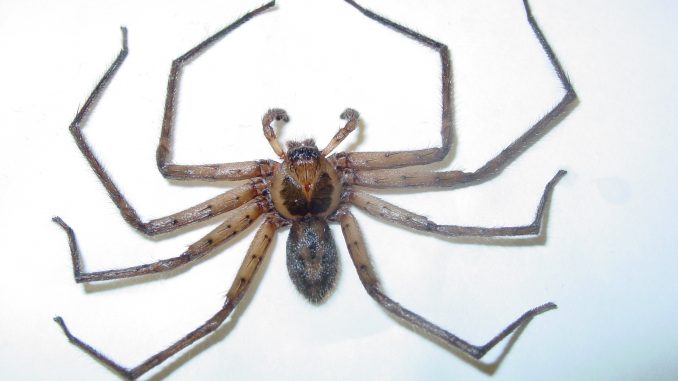 Charlotte: il ragno gigante che terrorizza il web Charlotte: il ragno gigante che terrorizza il web