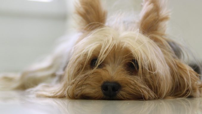 come-evitare-di-viziare-il-cane Come evitare di viziare il cane