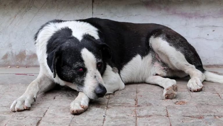 decapita-la-cagnolina-non-aveva-soldi-per-il-veterinario Decapita la cagnolina: non aveva soldi per il veterinario
