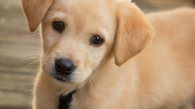 roma-uccide-cani-del-vicino-con-una-pistola-per-un-litigio Roma: uccide cani del vicino con una pistola per un litigio