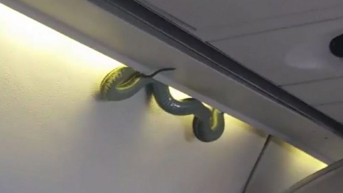 serpente-in-aereo-panico-a-bordo Serpente in aereo: panico a bordo