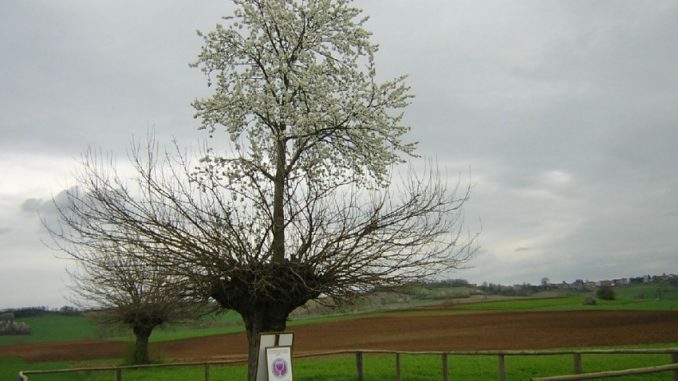 bialbero